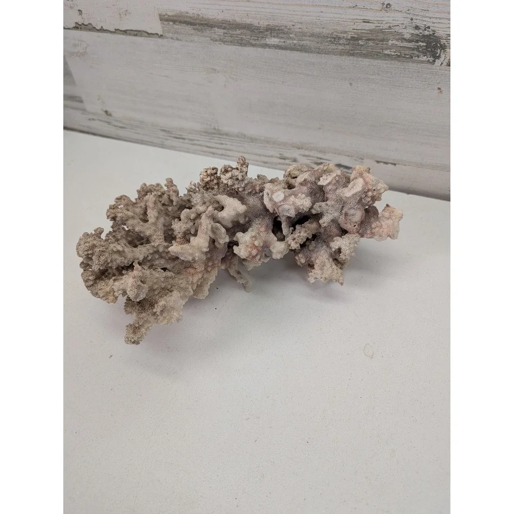 Natural White Coral Specimen Branching Reef Sea Decor Display Coastal Piece